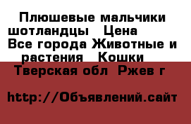 Плюшевые мальчики шотландцы › Цена ­ 500 - Все города Животные и растения » Кошки   . Тверская обл.,Ржев г.